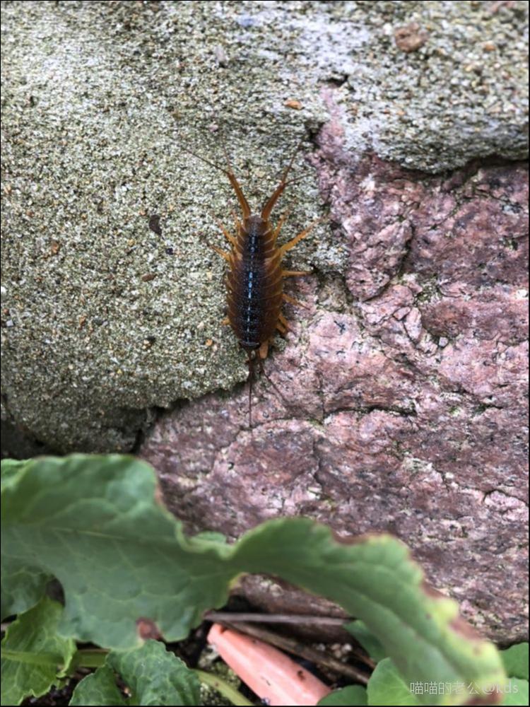 这是什么虫?-宽带山kds-宽带山社区-城市消费门户