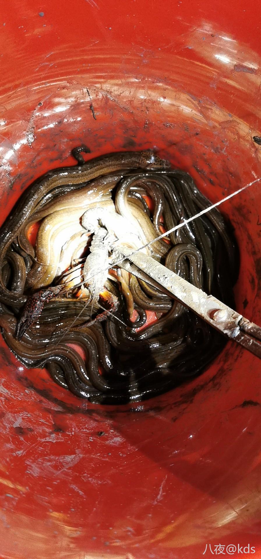 昨晚和朋友开车出去钓黄鳝收获