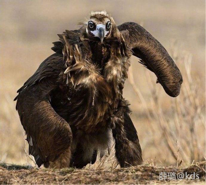 老鹰走路腔调也太霸气了伐