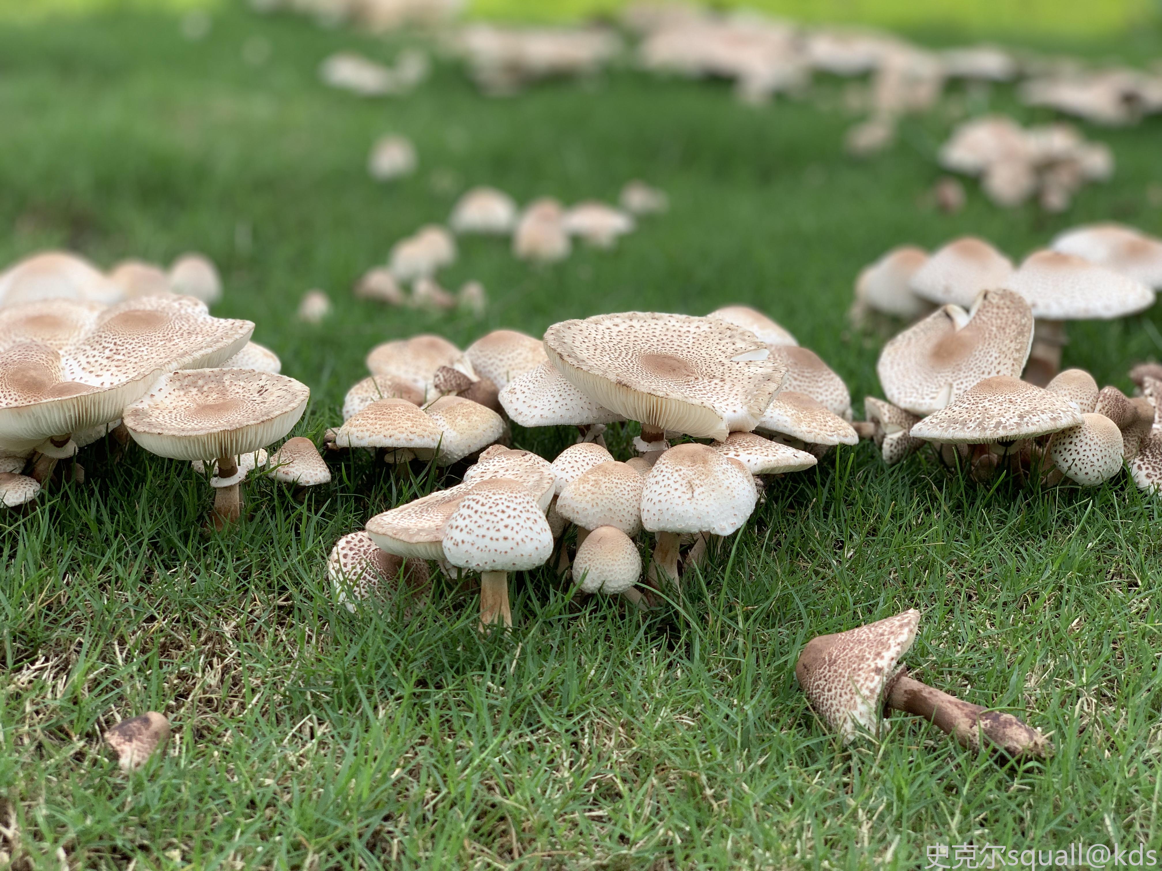 这种草地上的蘑菇可以吃么?