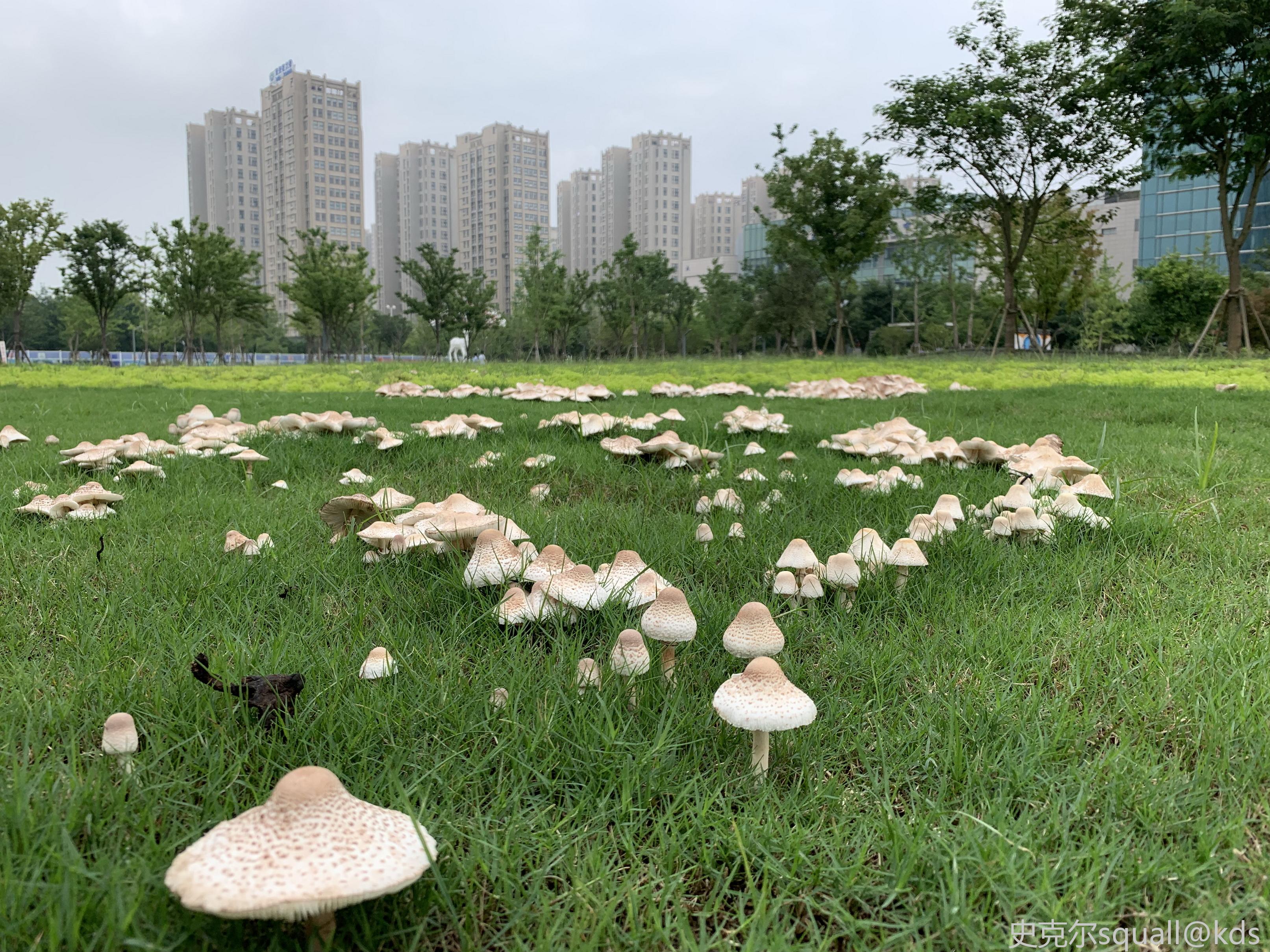 这种草地上的蘑菇可以吃么?