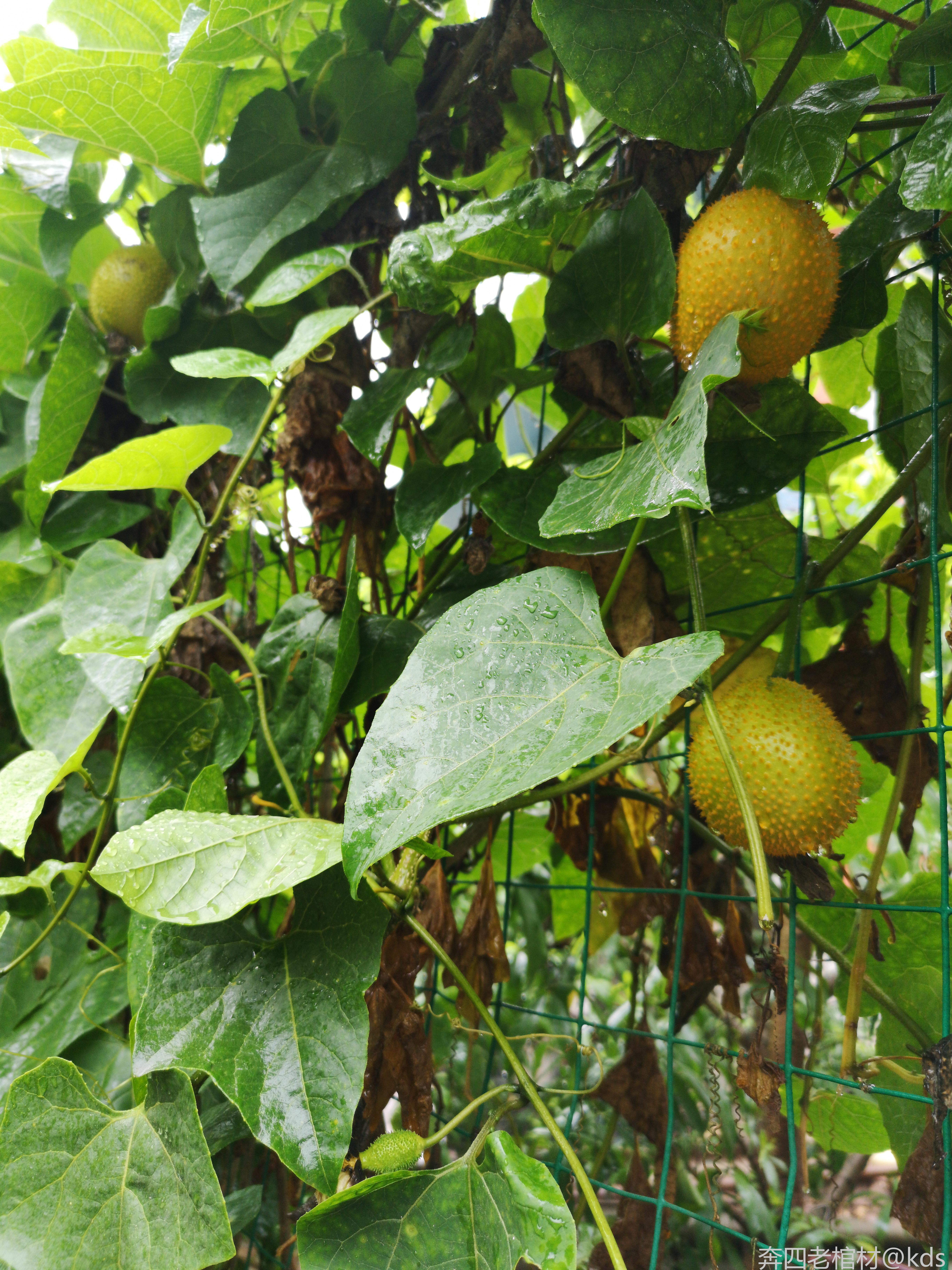 野猫瓜植物图片