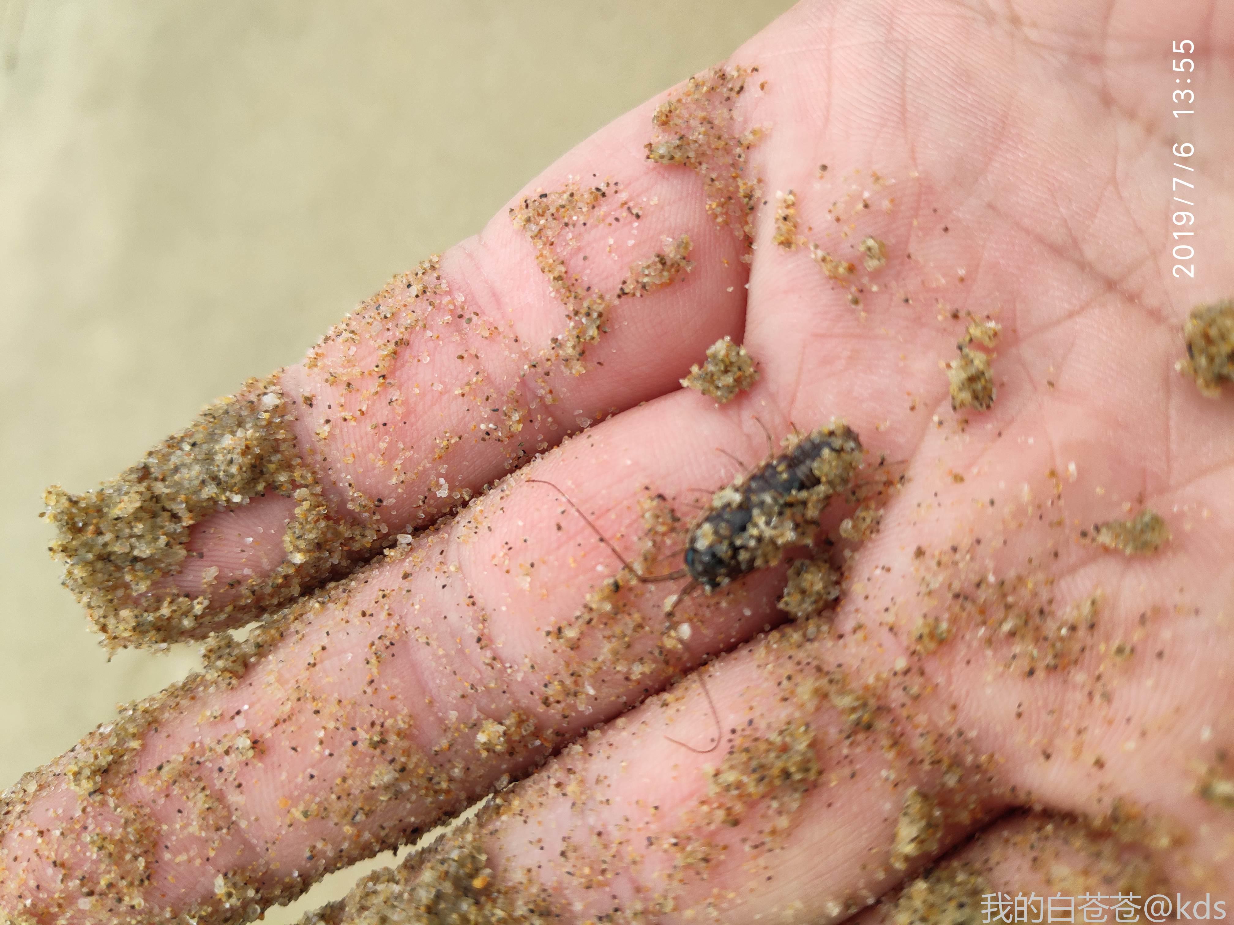 前几天有土匪说对海蟑螂有兴趣的