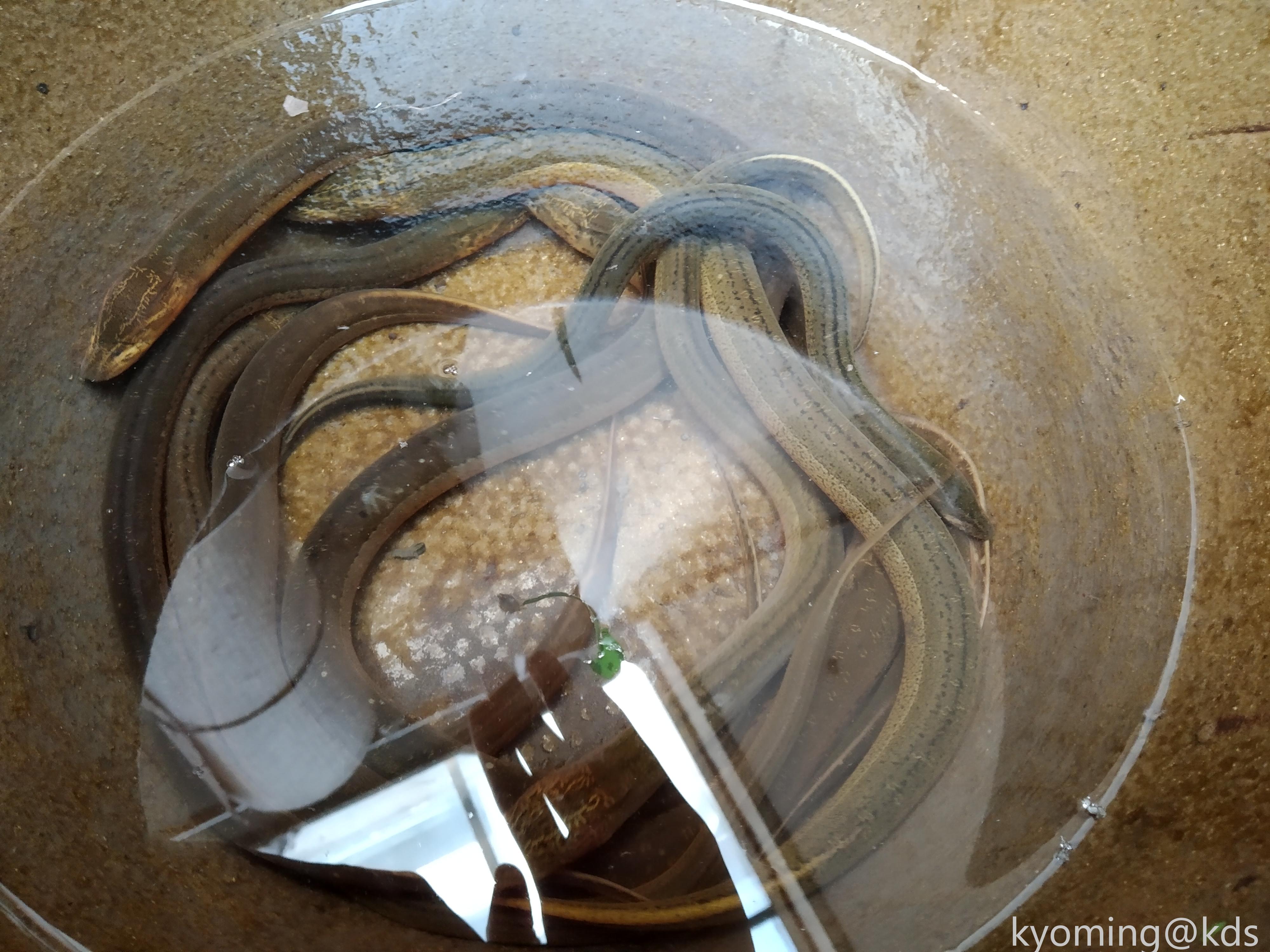 钓黄鳝,有个绝招,勾柄要系根绳子