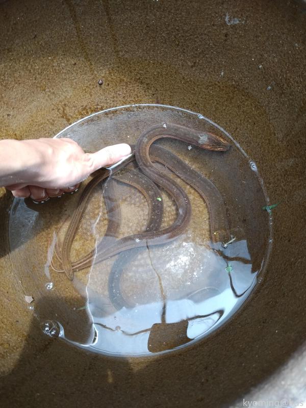 钓黄鳝,有个绝招,勾柄要系根绳子