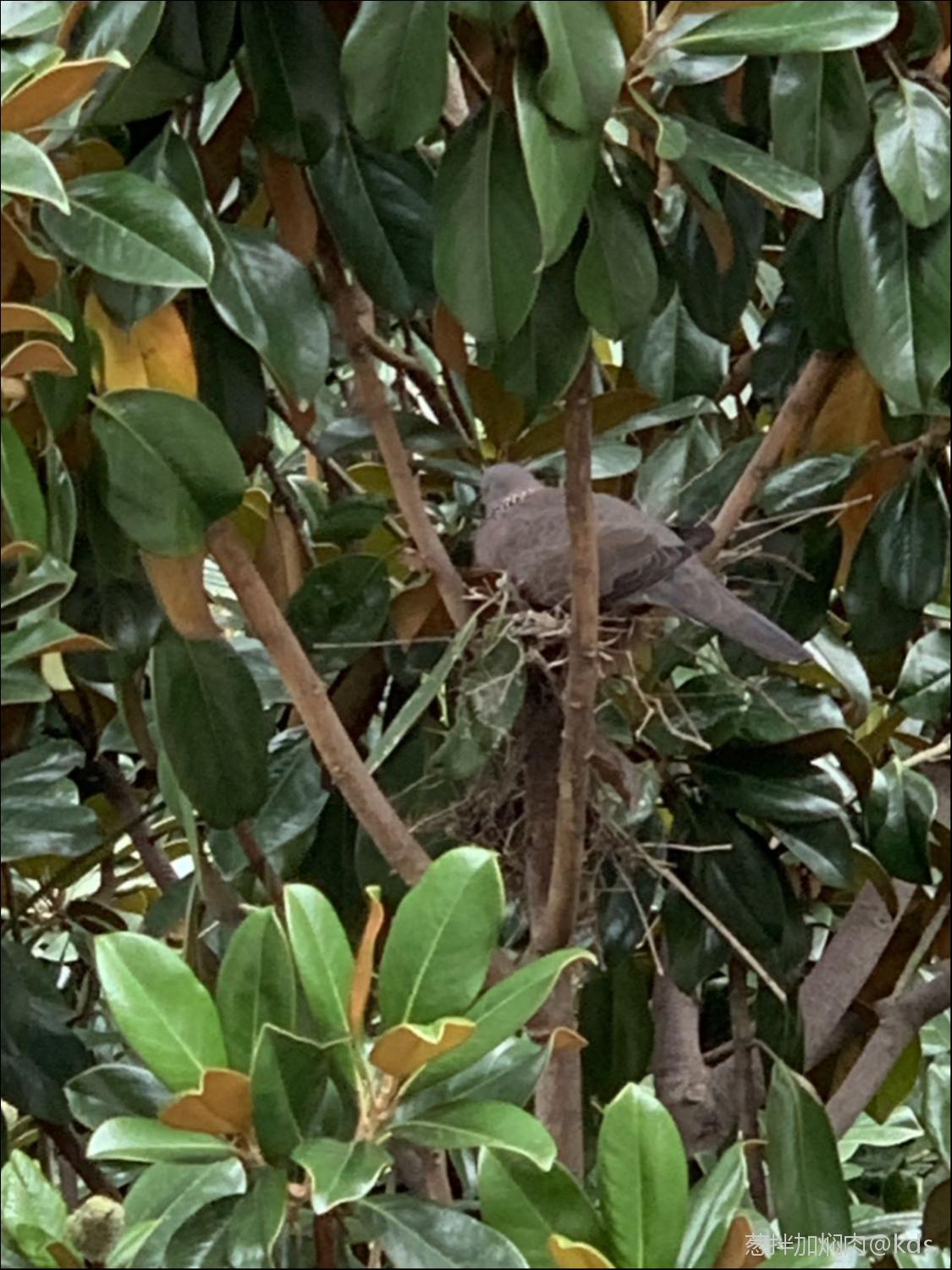 窗前白玉蘭樹稍上抱窩的斑鳩