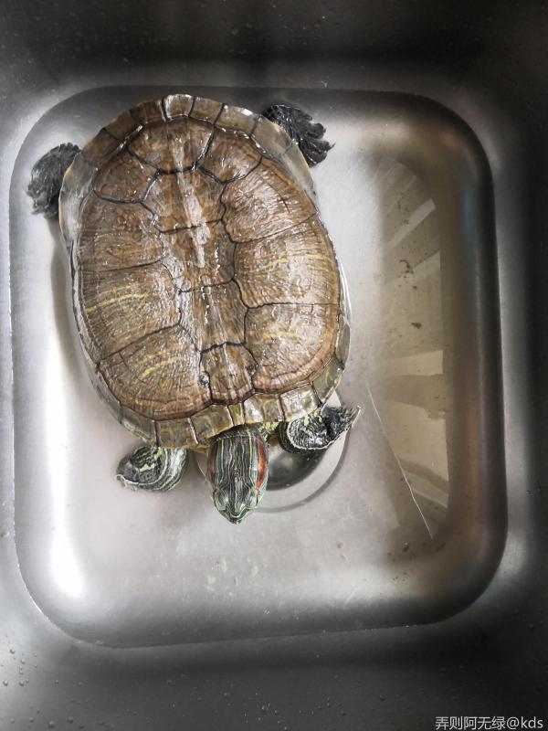 养了20年的巴西龟,还能活多久?