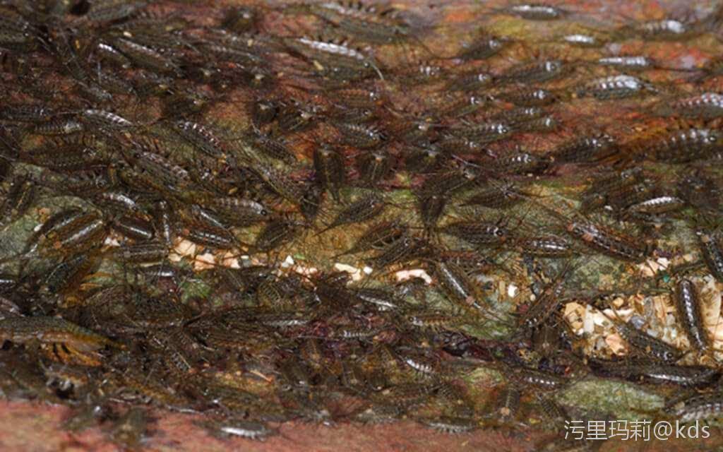 海蟑螂爆缸图片