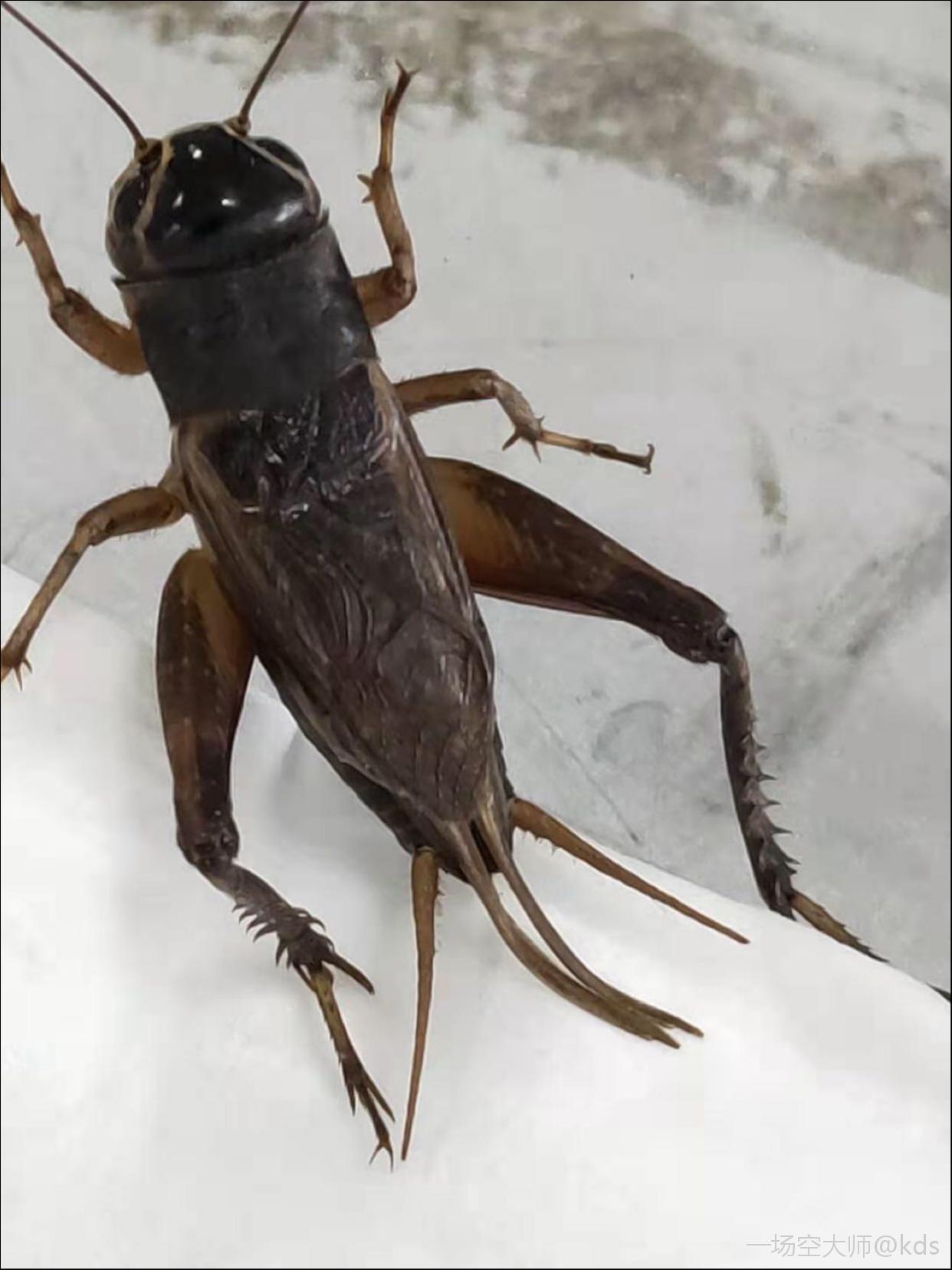 这是什么品种战戟