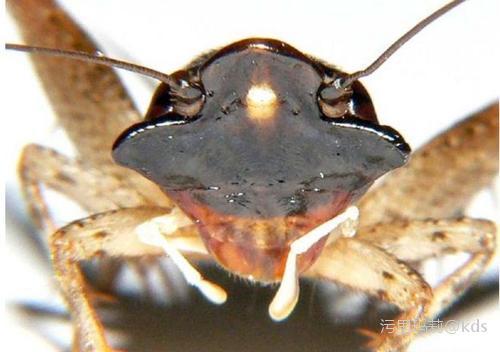 小时候被棺材板吓了一跳 到现在还有阴影