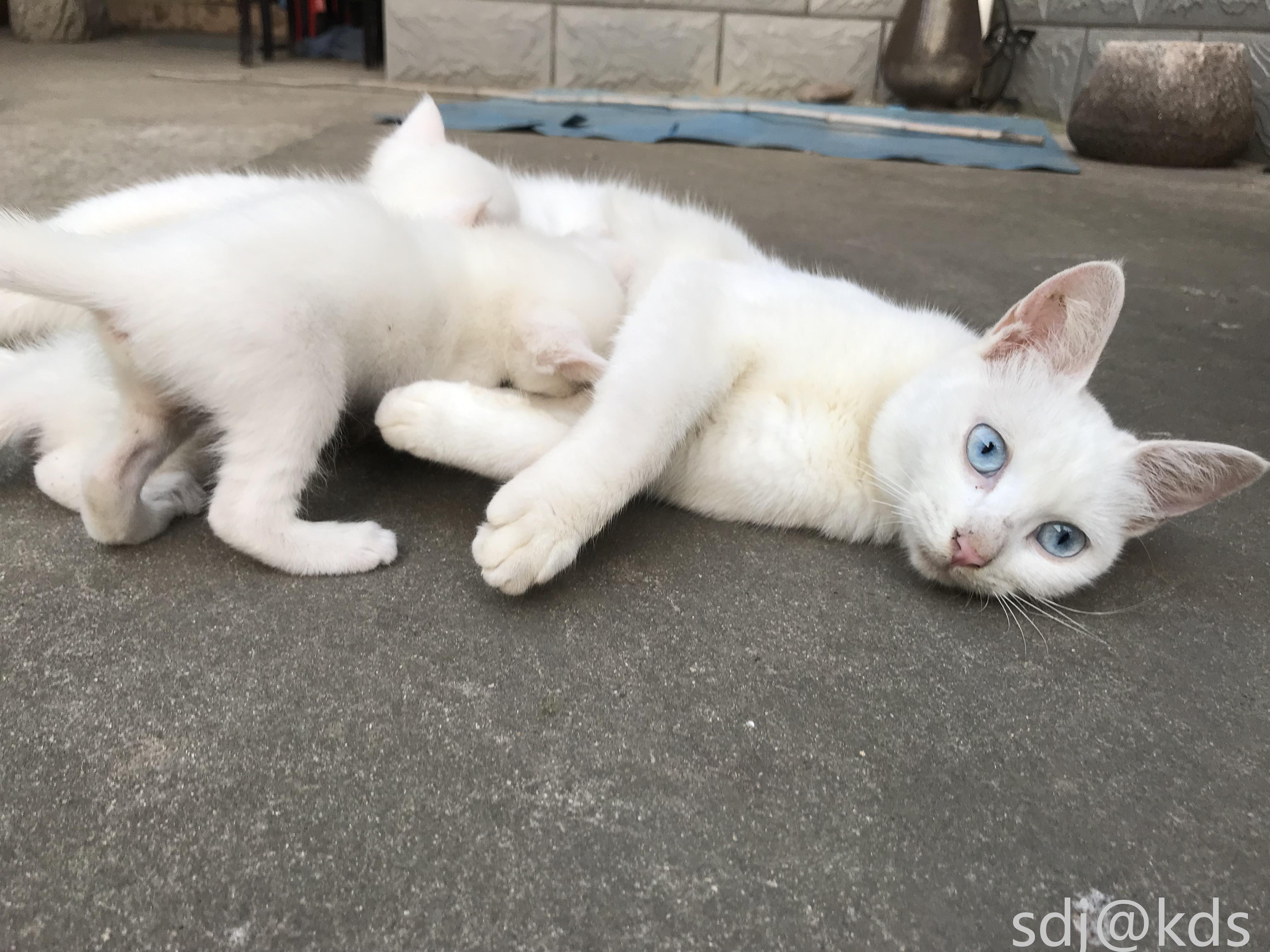 中华田园猫 家猫 土猫 无偿领养