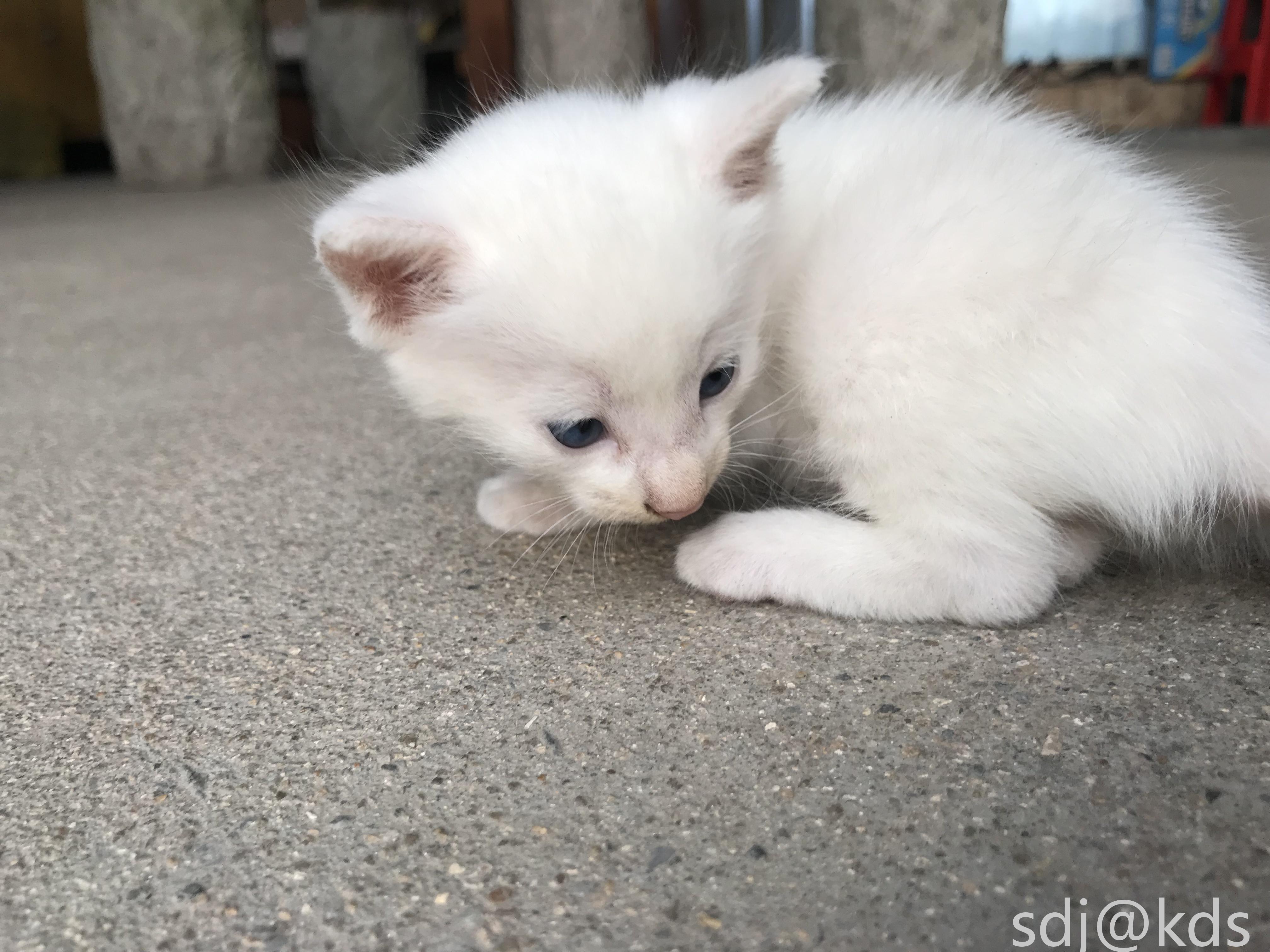 中华田园猫 家猫 土猫 无偿领养