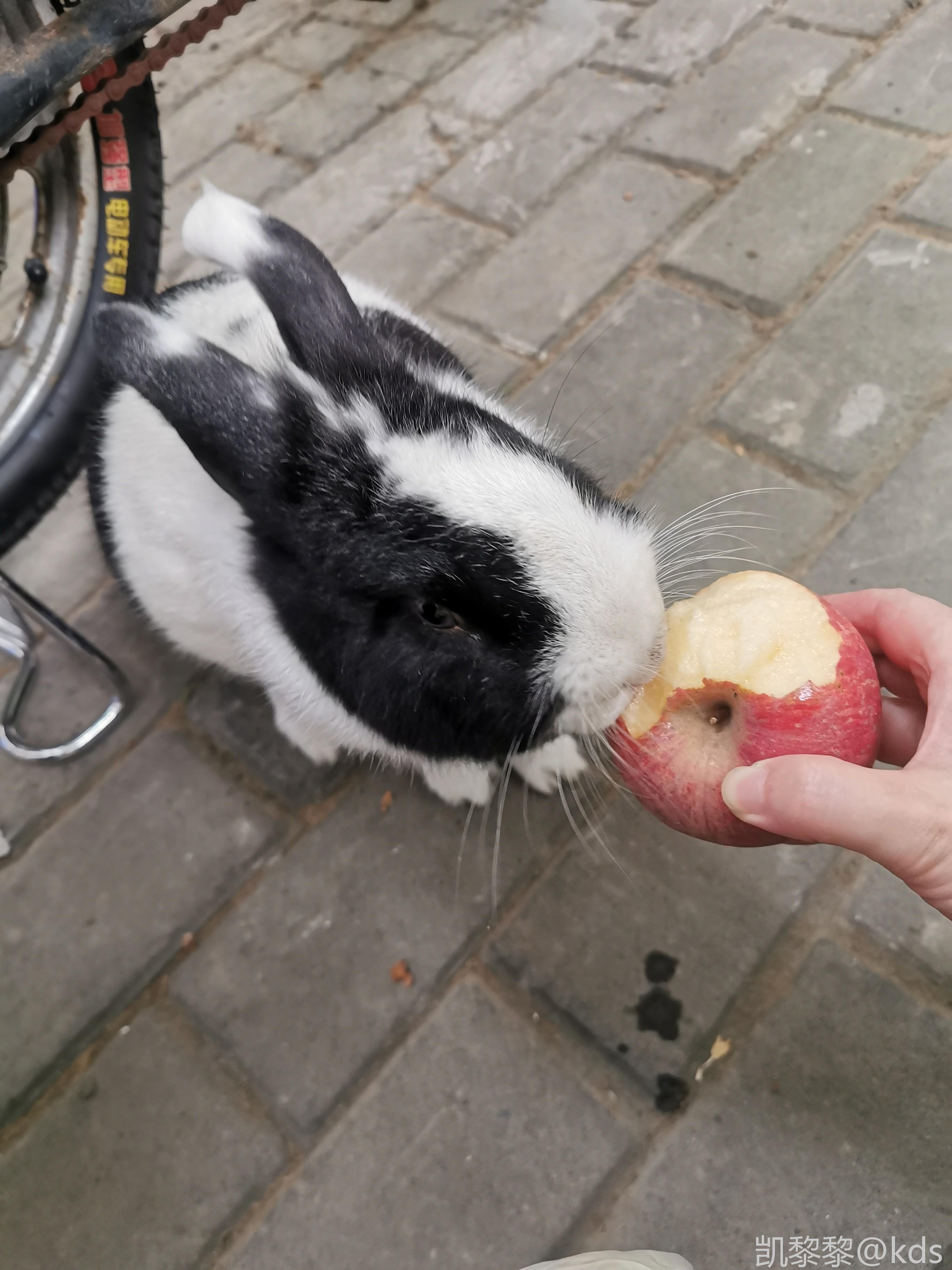这年头流浪兔都有了