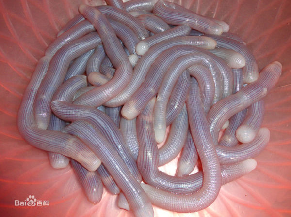 去过顺德的朋友请教一下