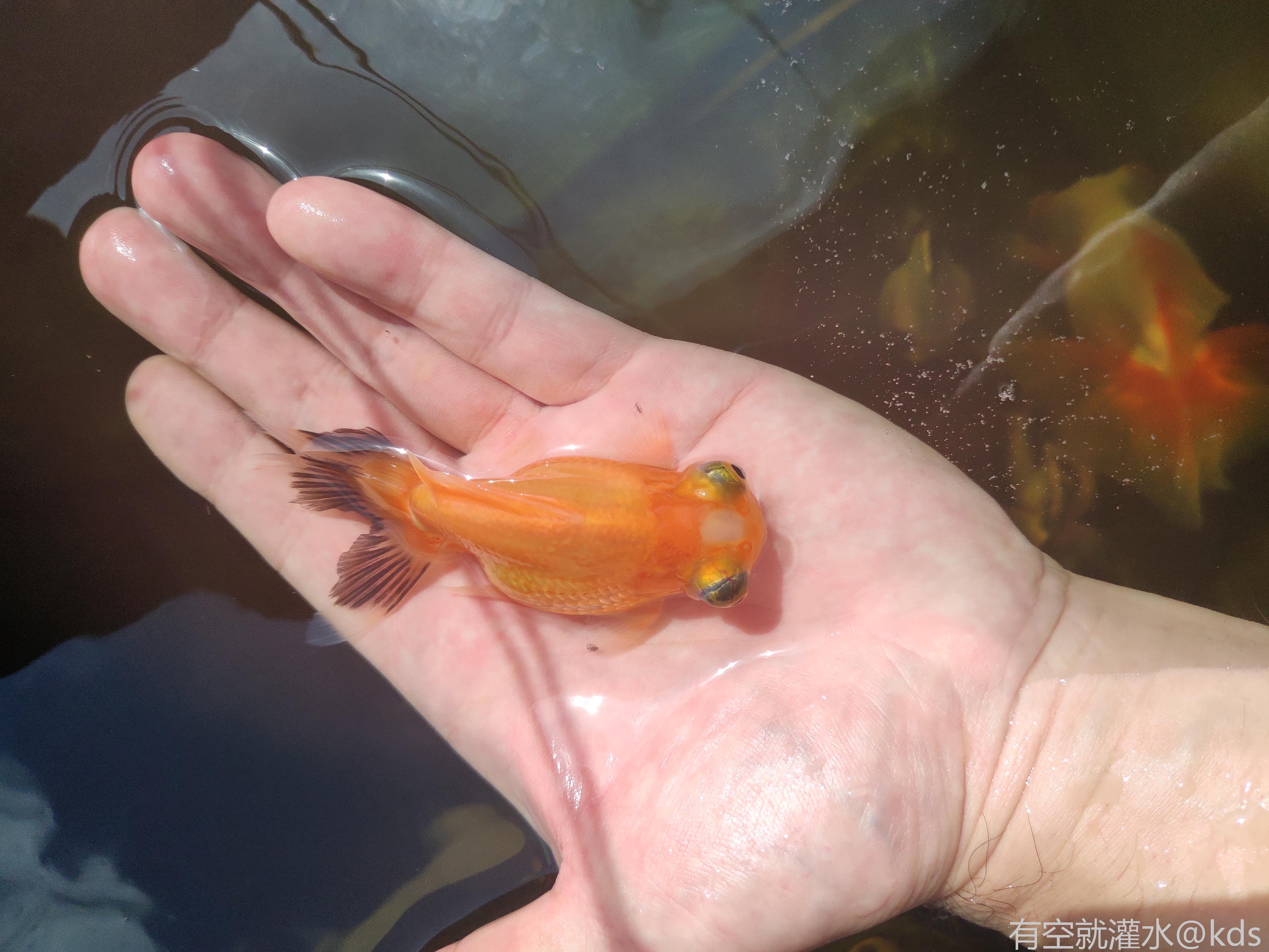 我家鬥魚和金魚都生小魚了