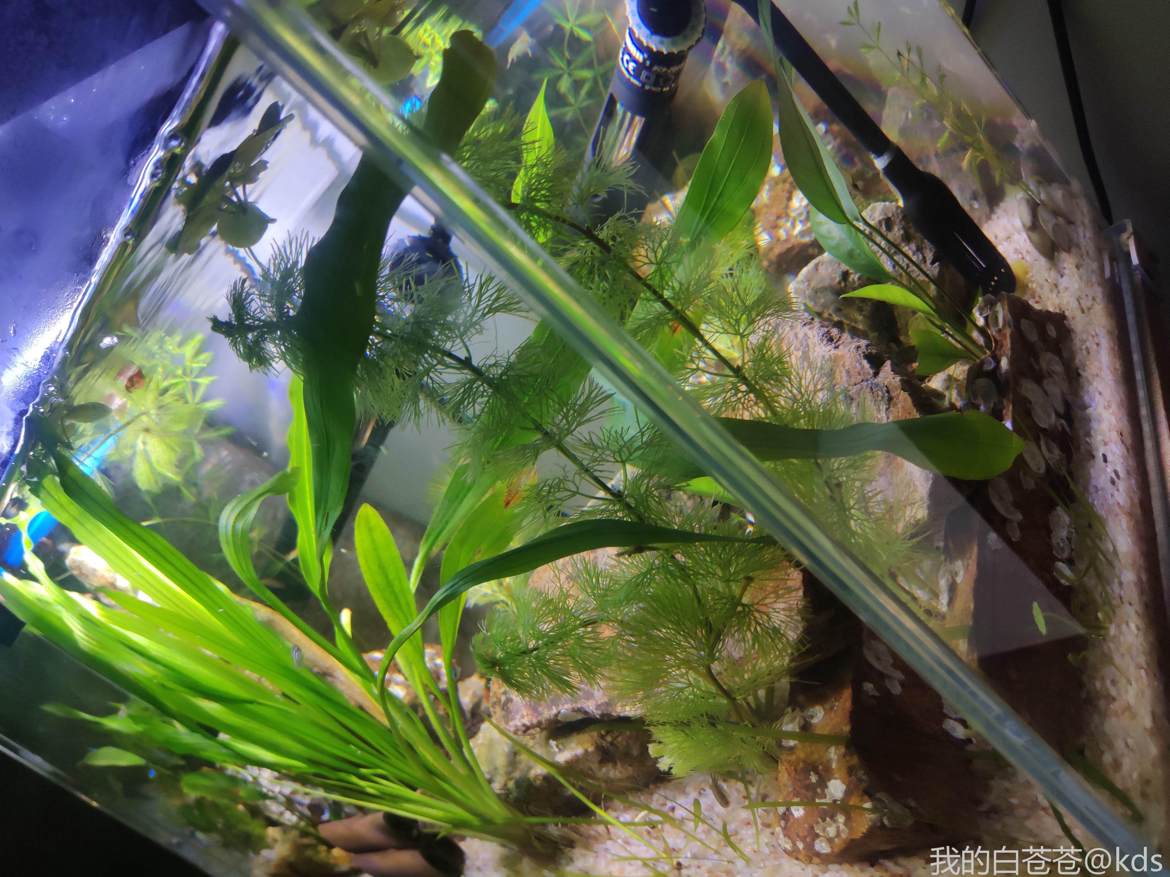 热带鱼一般室内温度低于多少度