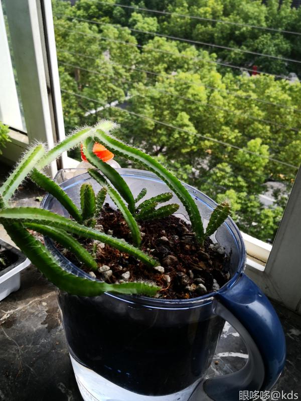 废旧的滤水壶种花到蛮好