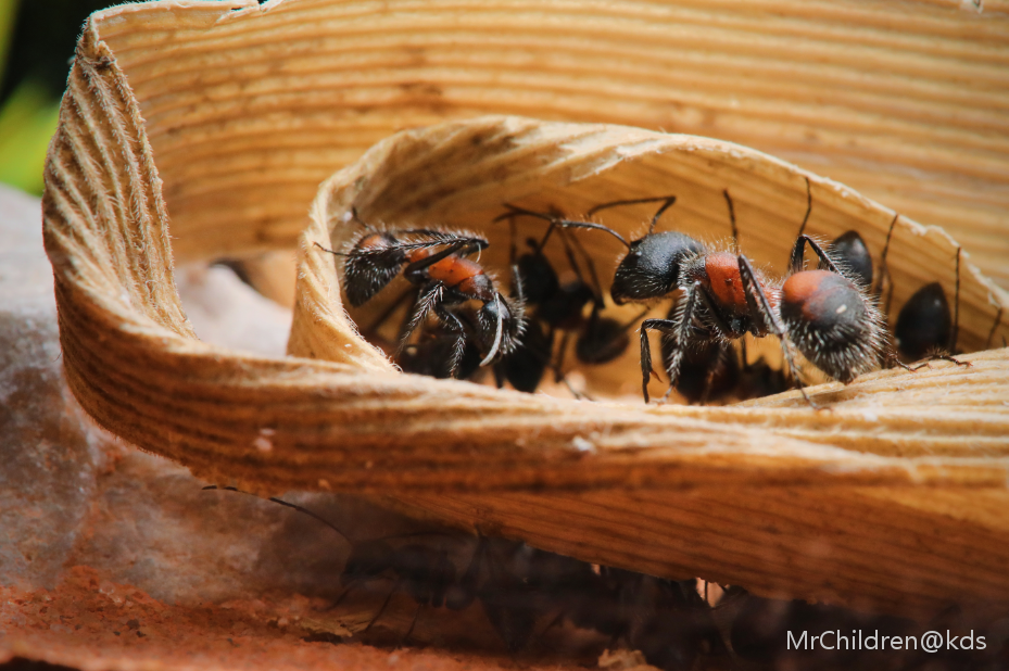 上海的冬天,养蚂蚁需要加热垫保温吗?