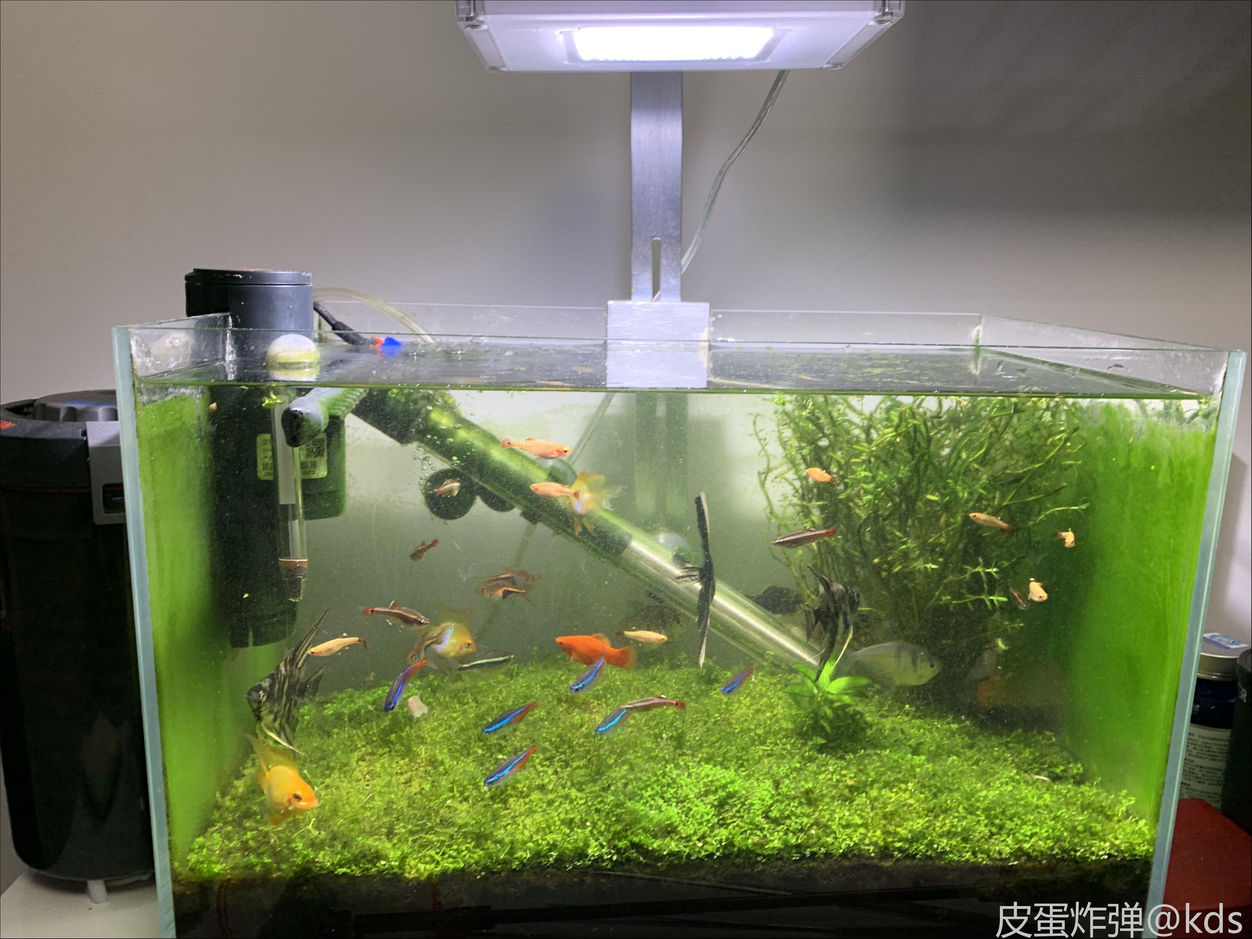 鱼缸高手入,关于二氧化碳