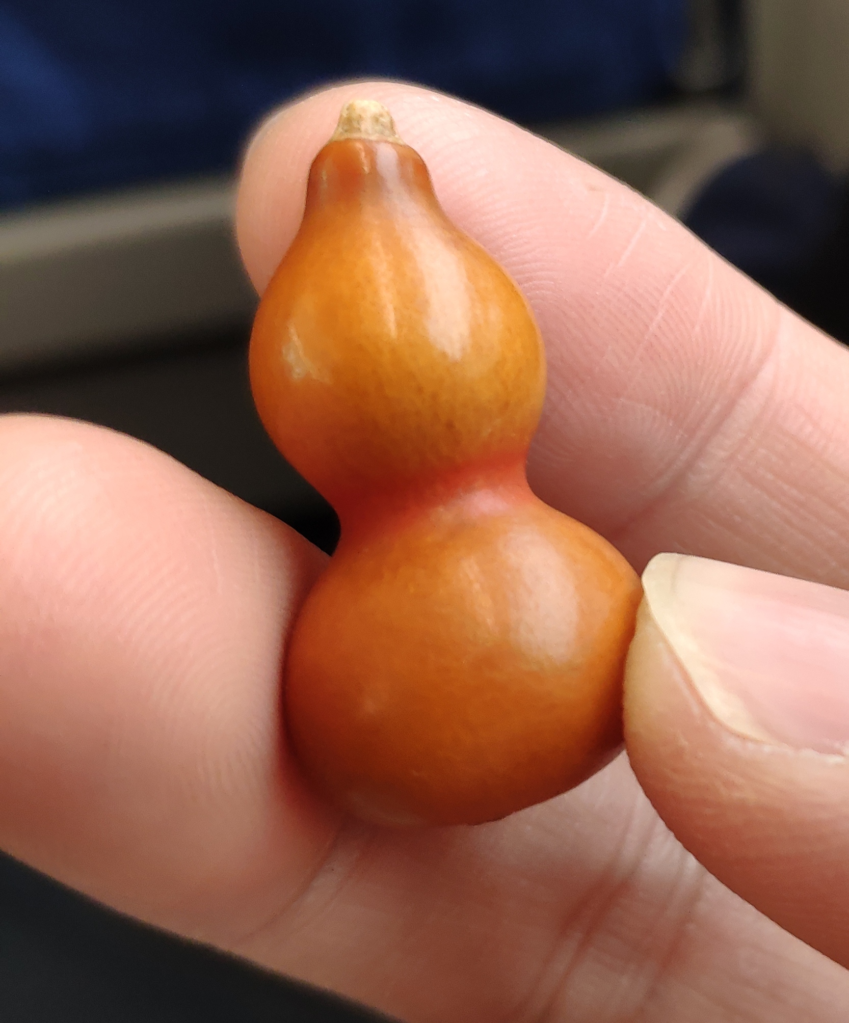 盘了四年的小葫芦