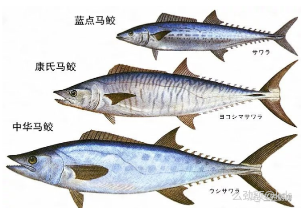 钓了一条鱼,不知道叫啥名字 懂的人来看看?
