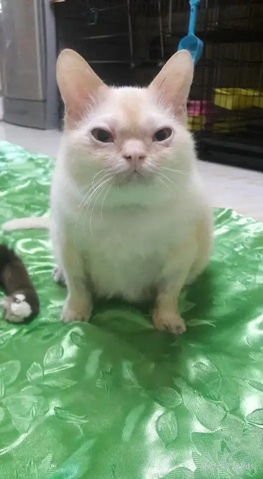 唐氏猫的脸有点像人