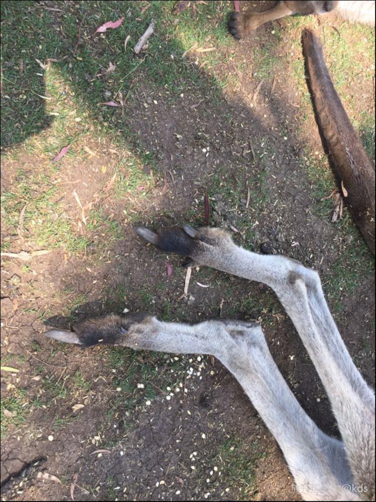 看看袋鼠的脚趾爪子,再看看上臂肌肉,我为小泰捏把汗