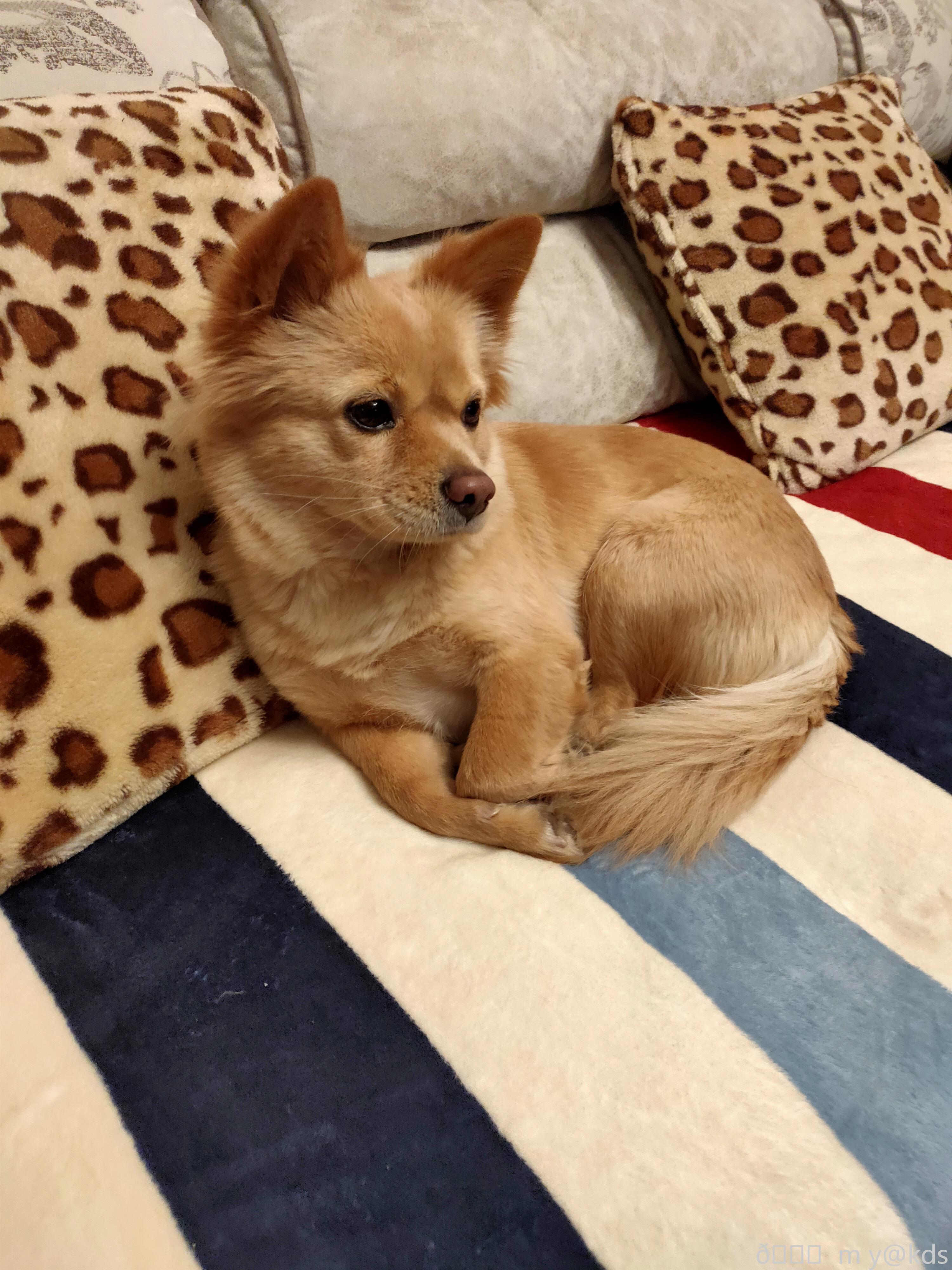 我家的小狗头_kds宽带山