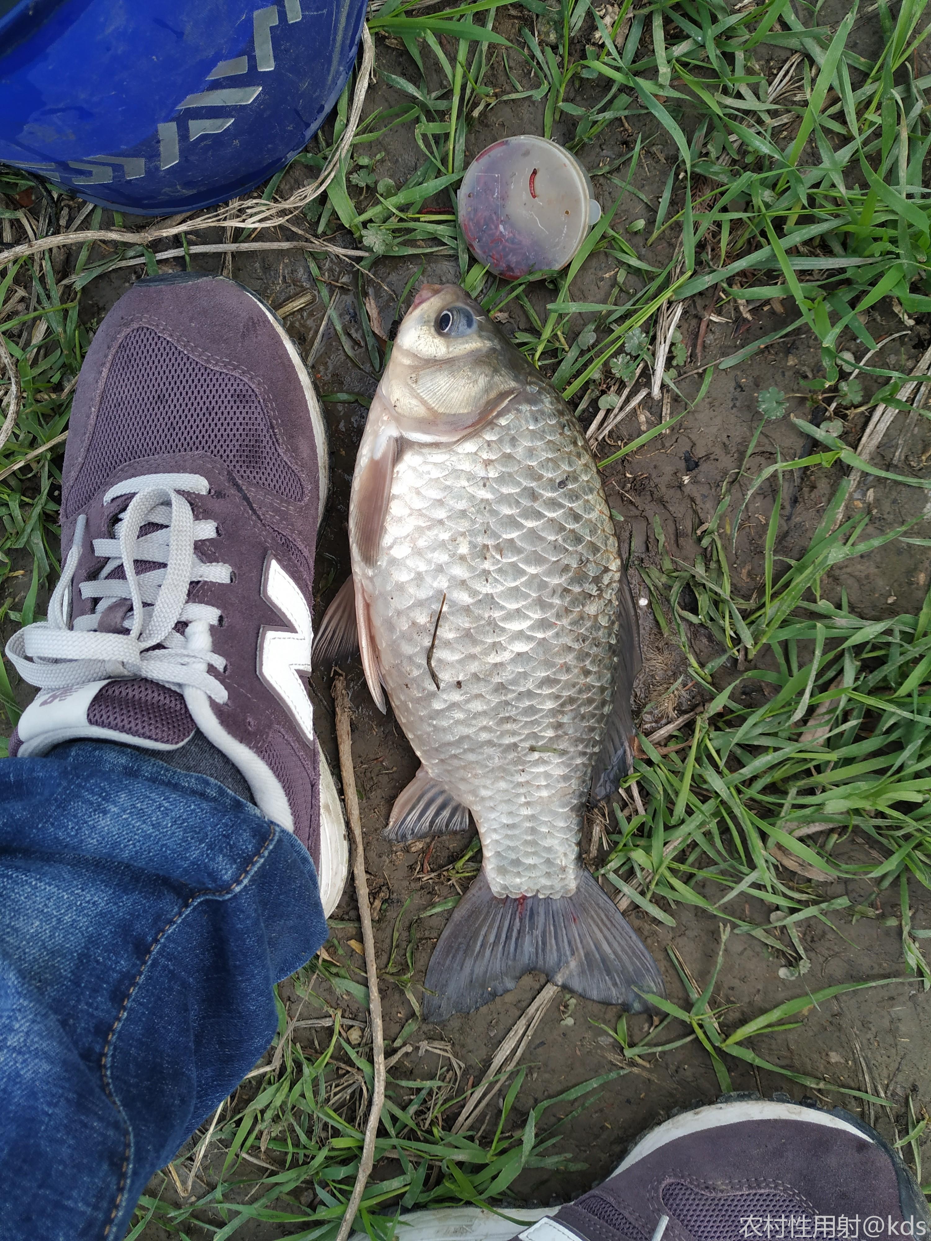 晚上红烧河鲫鱼