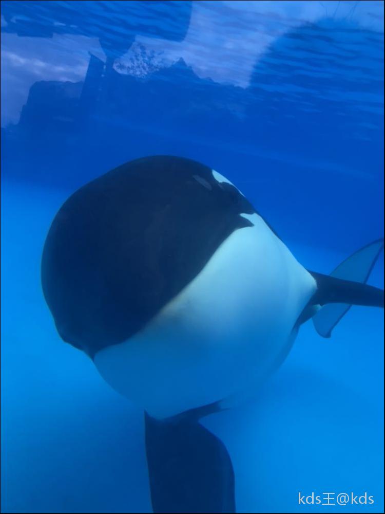 虎鲸真的打得过大白鲨吗