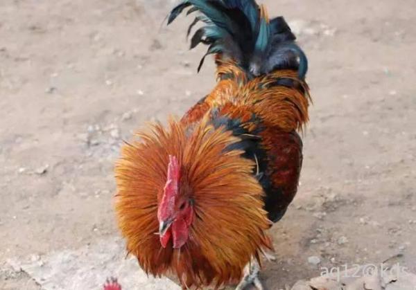 炸毛了,,它这时已感觉它很能了,你很能?你咋不会飞呢.