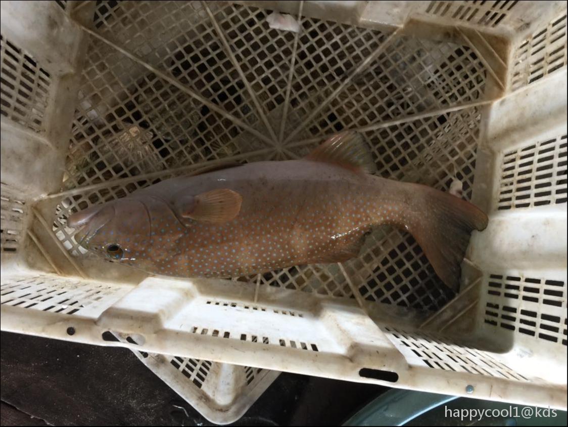 东星斑,清蒸是对它最高的礼赞