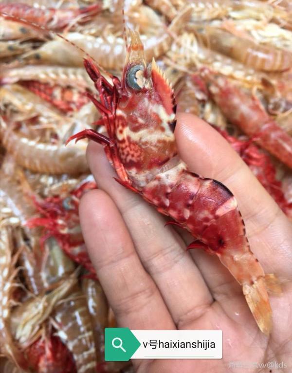 鸡冠虾一条很有姿势的虾