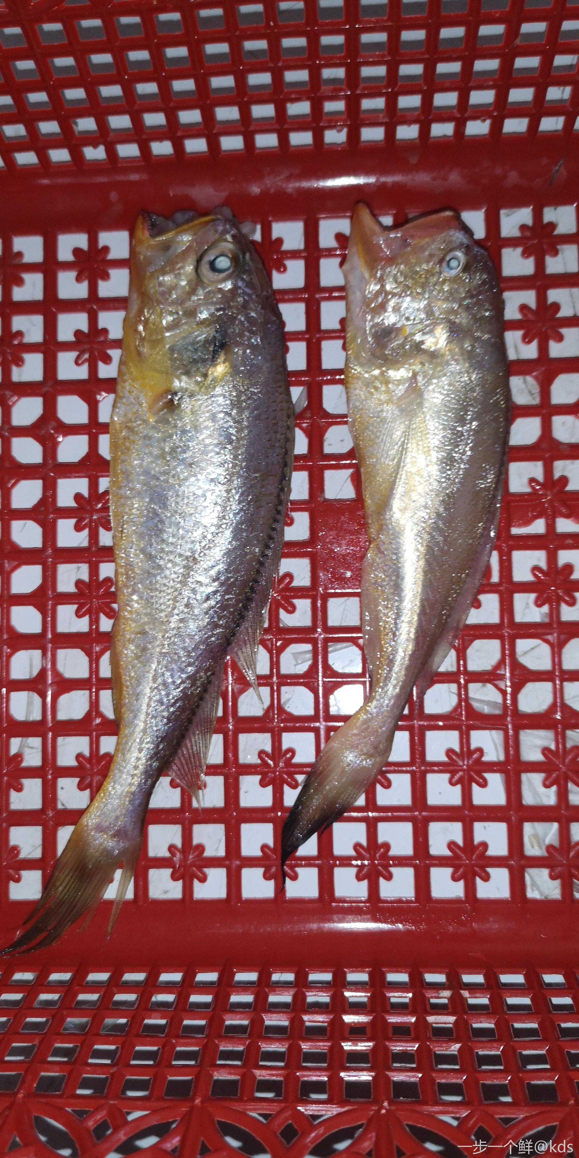 梅子鱼和小黄鱼的区别图片