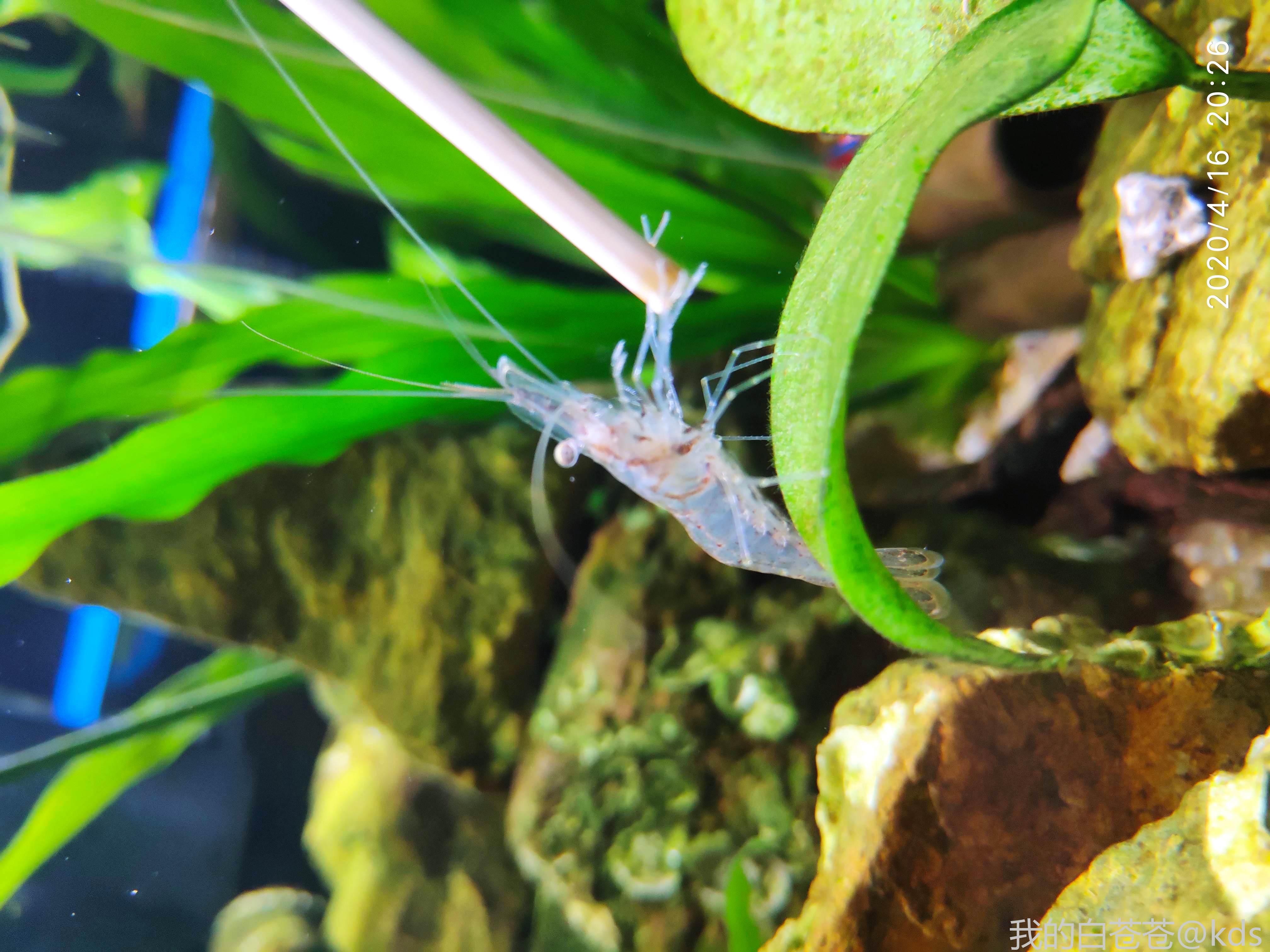 这是大眼贼还是黑壳虾?