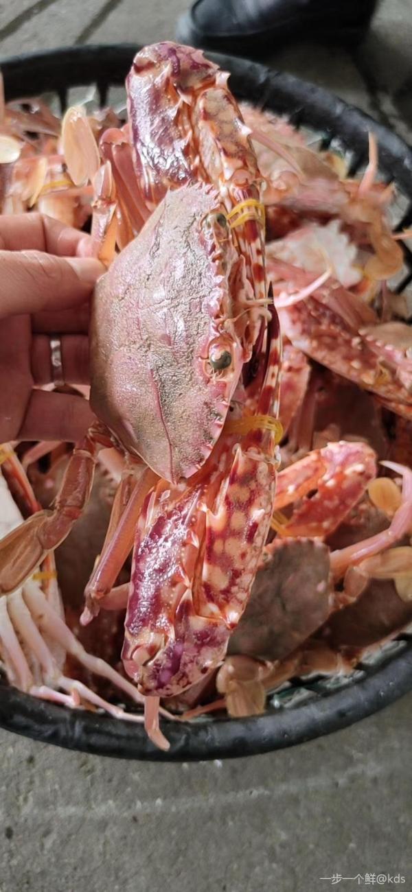 难怪都喜欢吃这种长脚红蟹!