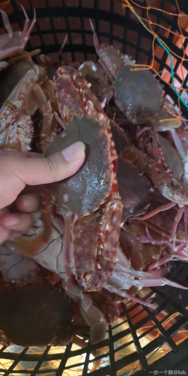 难怪都喜欢吃这种长脚红蟹!