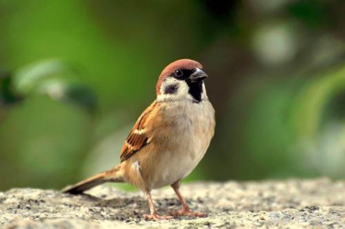 这是麻雀,俗称会飞的老虫.
