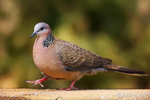 盘点上海市区常见的鸟类