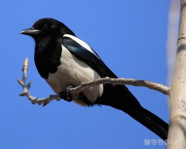 盘点上海市区常见的鸟类-宽带山kds-宽带山社区-城市消费门户