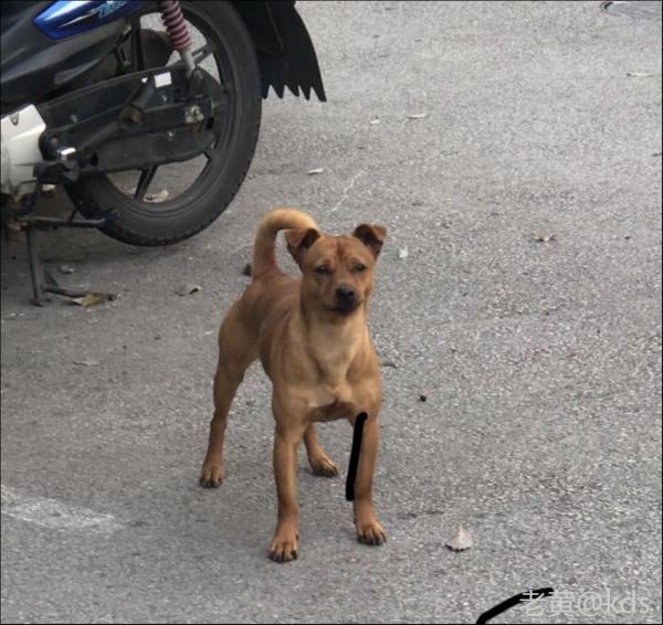 帮忙看看这条狗什么品种