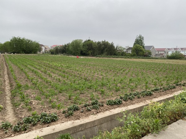 我的崇明小农场