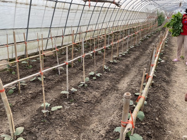 茄子苗已经抽条了,架子也搭好了