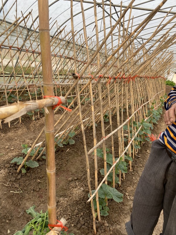   黄瓜的架子也搭好了