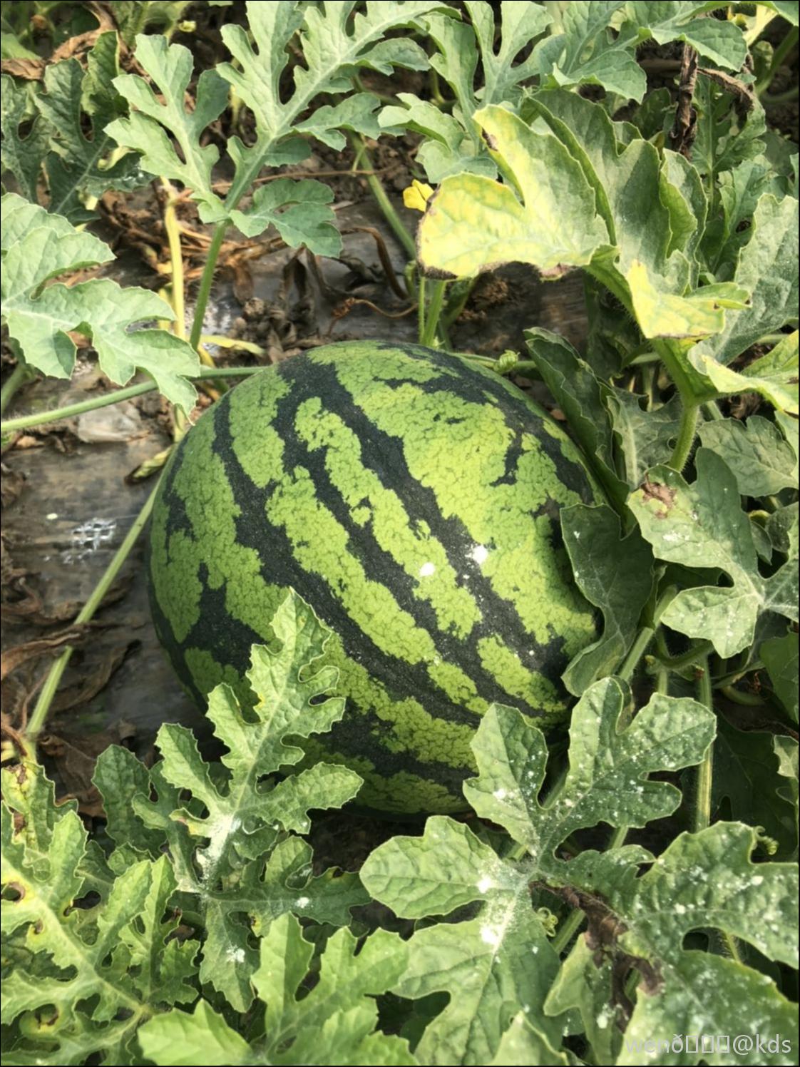 今年你吃正宗南汇8424瓜了伐?