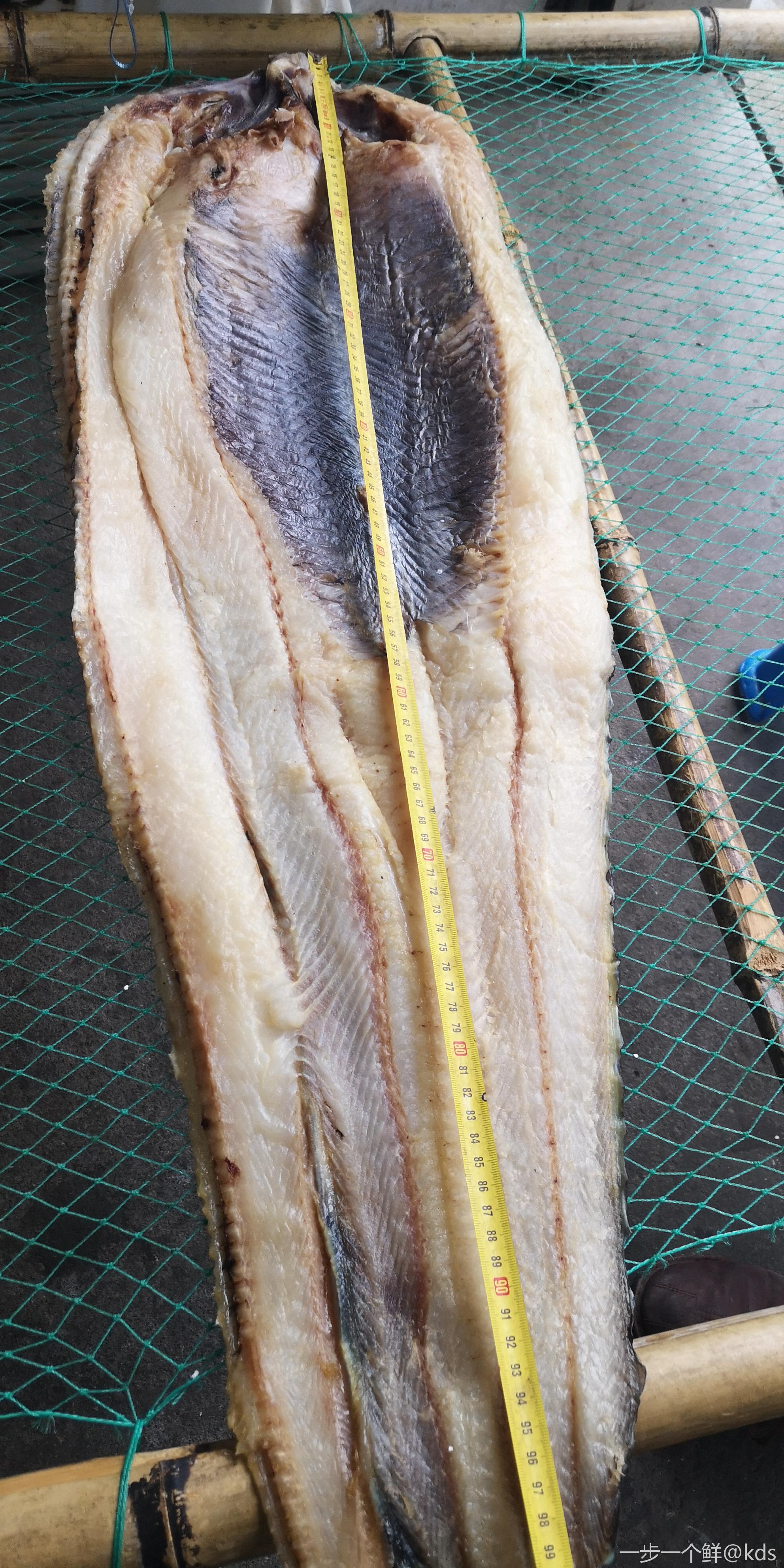 这样大的油鳗有朋友见过没