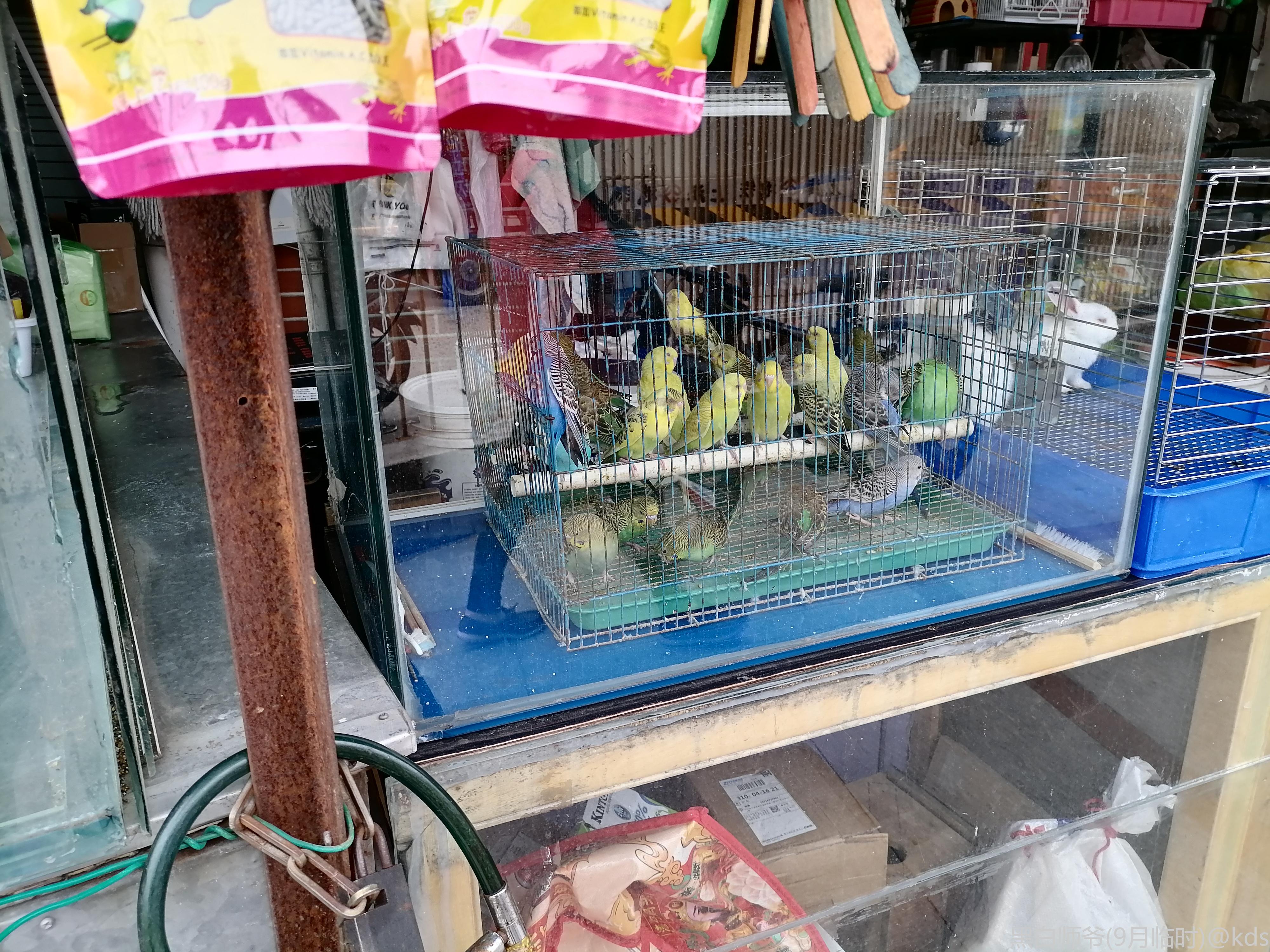 黄山花鸟市场图片