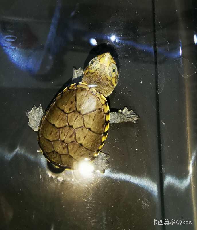 去好友家看三大蛋龟喽