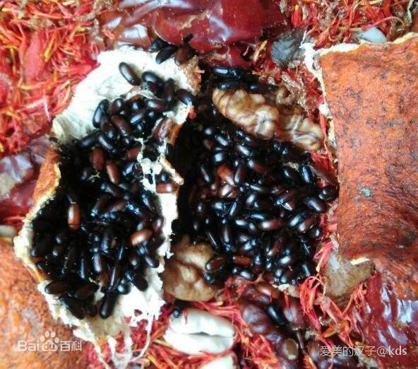 学名:九龙虫,俗名:洋虫