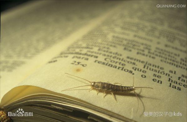 学名:衣鱼,俗名:书虫